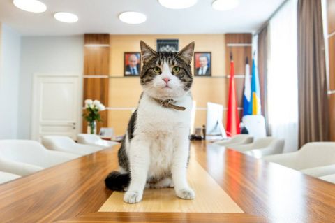 Кот из Луганска останется за главного в администрации города в Подмосковье