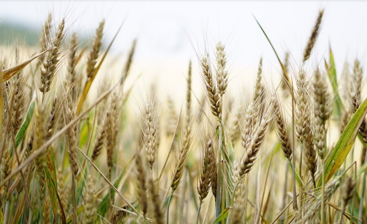 ВСУ жгут пшеничные поля в Запорожской области – уже сгорели почти 100 гектаров