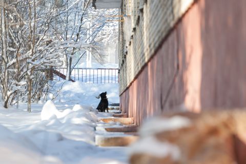 Бродячие собаки Алчевска: кто найдет выход