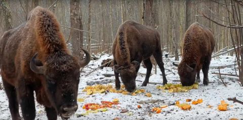 Любят тыкву и кабачки: где в России можно угостить зубра