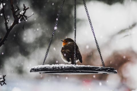 Эксперты рассказали, как правильно кормить птиц и животных зимой