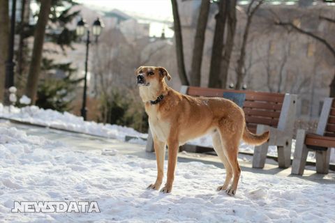 Закон, легализующий отстрел бродячих собак, одобрен Госдумой в первом чтении