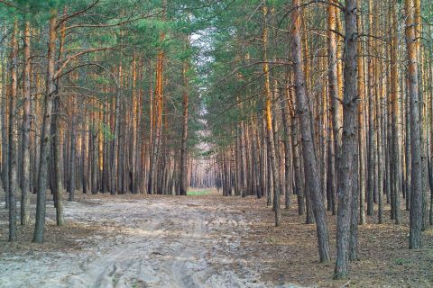 Якутия поможет Донбассу восстановить леса