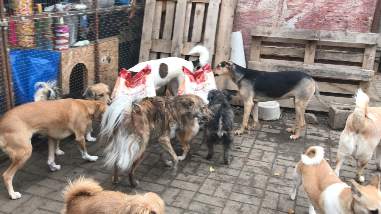 В ЛНР запустили акцию по сбору помощи бездомным животным