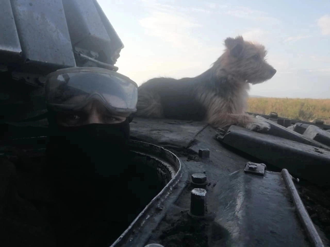Танкисты и собака: пес Федя нашел себе друга на СВО