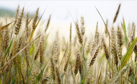 В Донбассе планируют передавать в госсобственность брошенные сельхозземли
