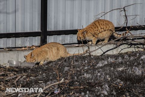 В России хотят ввести обязательную идентификацию домашних животных