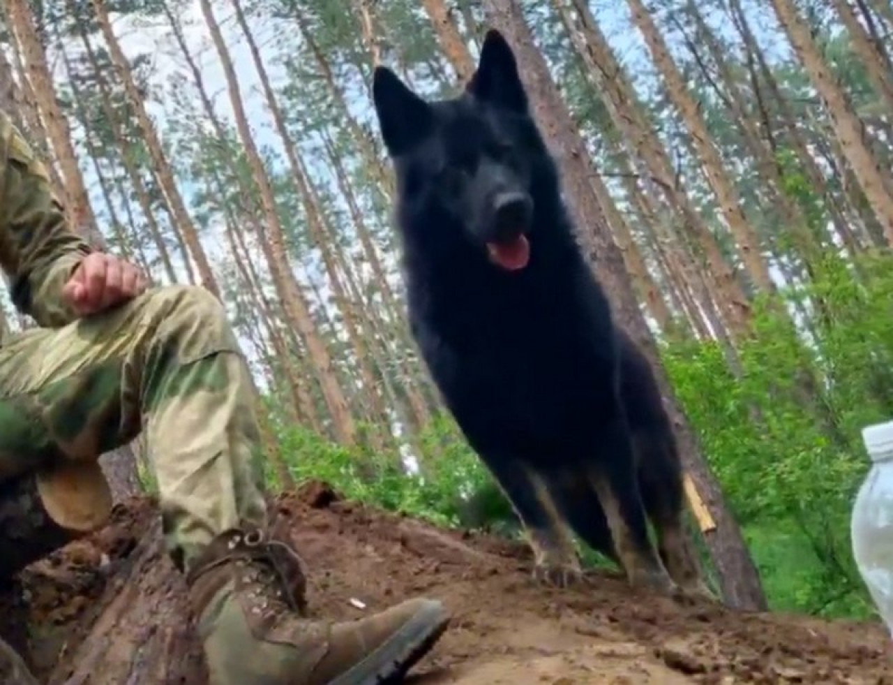 Два месяца был талисманом – пес Донбасс спас от гибели бойцов из Иркутской области