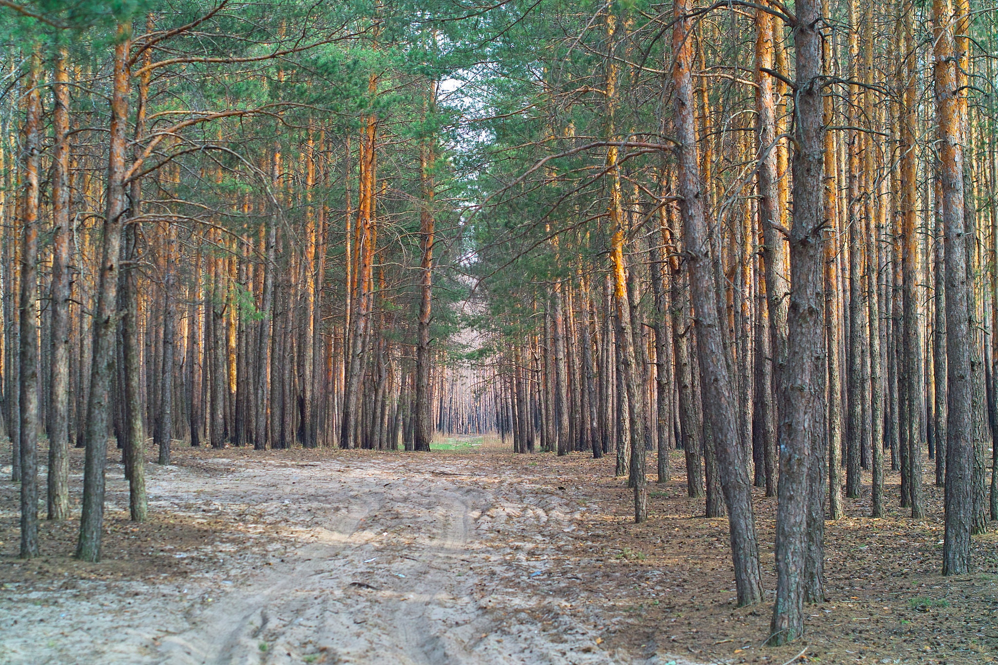 Рослесхоз готовит обновление лесов в ЛНР и ДНР